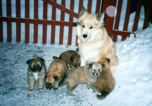 Reppulin Melian ja kuusi